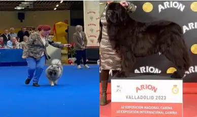 arreglos-para-show-(1)